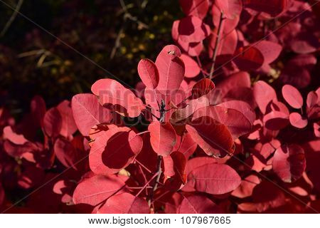 Autumn Color Leaves Of Cotinus Coggygria Growing In A Forest Belt.