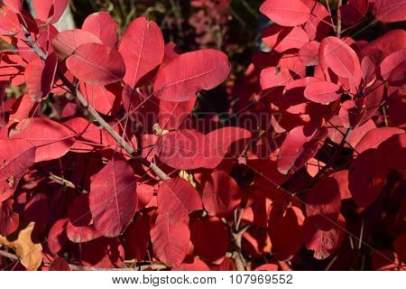 Autumn Color Leaves Of Cotinus Coggygria Growing In A Forest Belt.