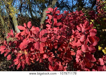 Autumn Color Leaves Of Cotinus Coggygria Growing In A Forest Belt.
