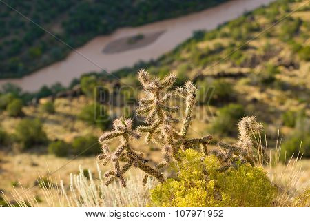 Cactus Plant On White Rock Canyon Rim