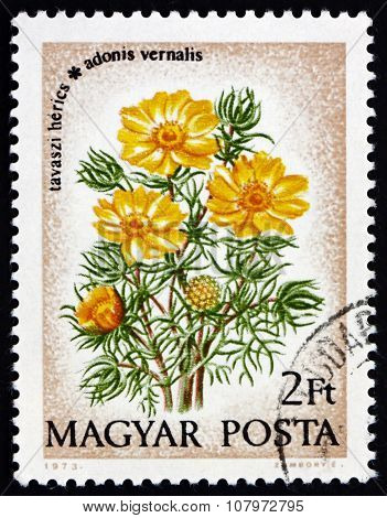 Postage Stamp Hungary 1973 Pheasants Eye