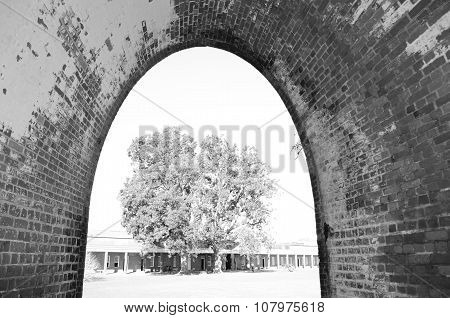 Tree view through fort's arch