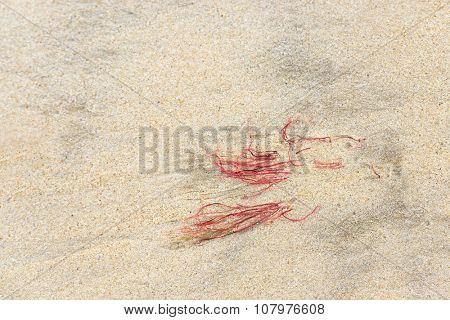 Red seaweed on a sand beach