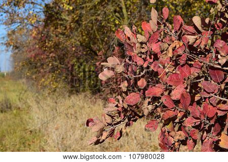 Autumn Color Leaves Of Cotinus Coggygria Growing In A Forest Belt.