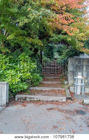 Trees And Steps