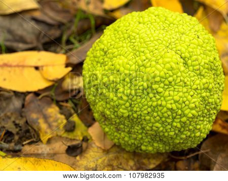 Osage Orange, or Hedge Apple
