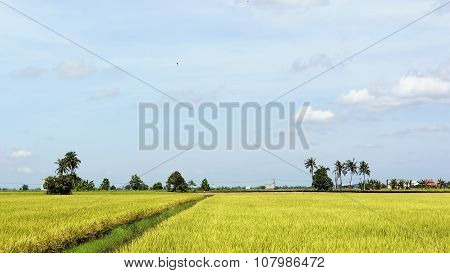 Paddy Rice Field