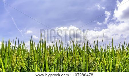 Green Paddy Rice Field