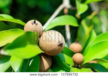 Ripening Sapodilla Fruits