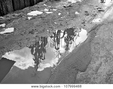 Corn Reflections in a Puddle