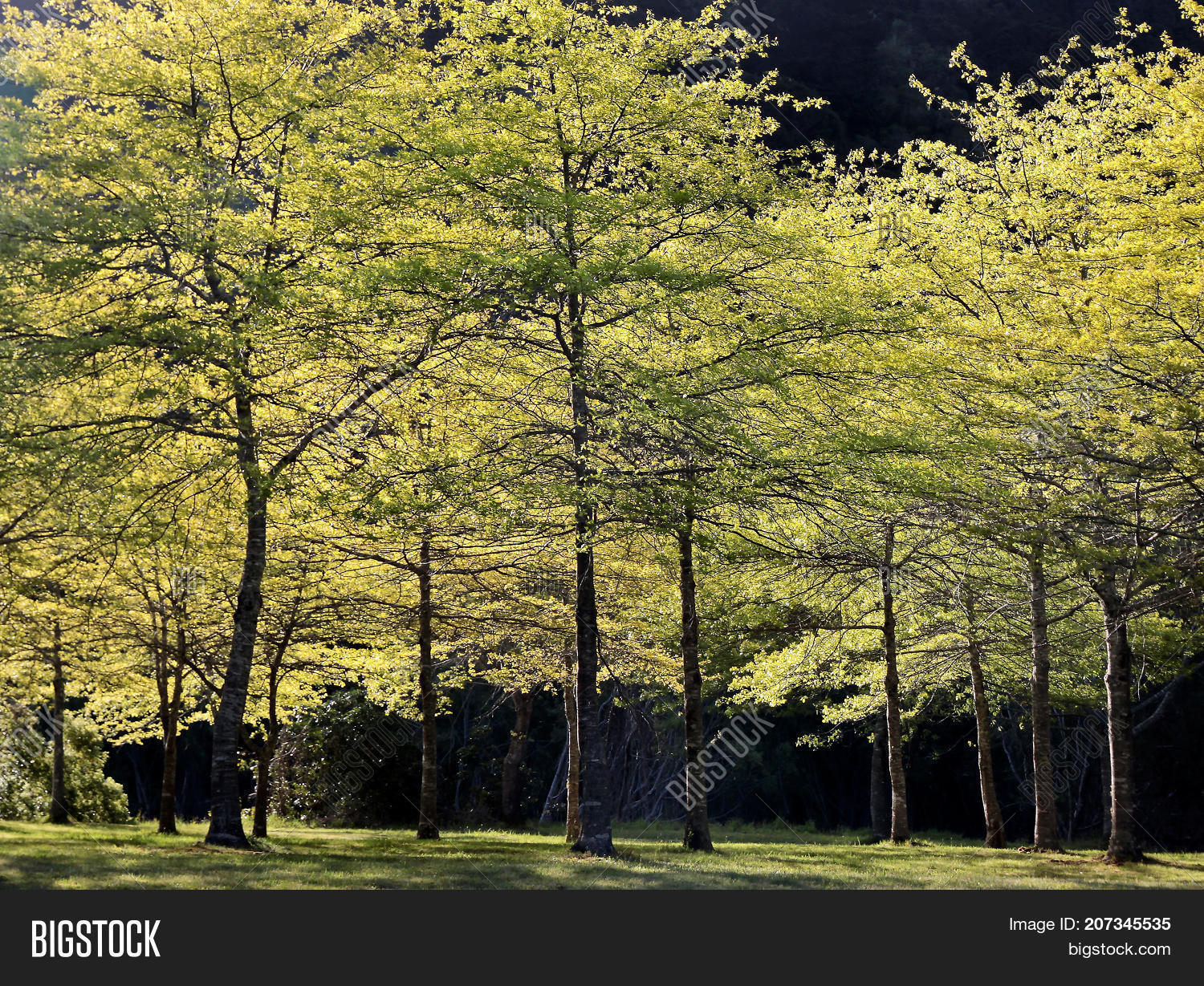 Forest Spring Time Image & Photo (Free Trial) | Bigstock