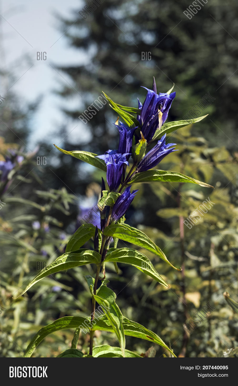 Medicinal Herbs Blue Image & Photo (Free Trial) Bigstock