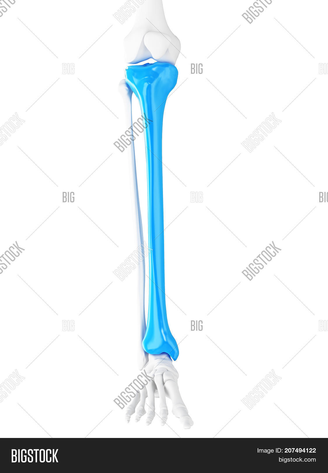 3d Rendered Medically Image & Photo (Free Trial) | Bigstock