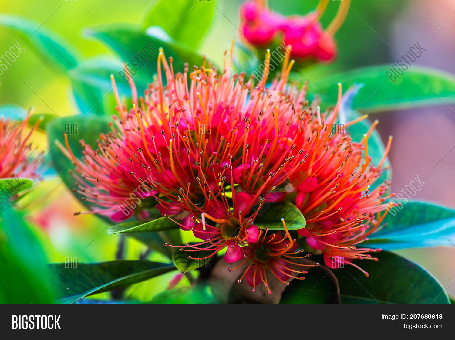 Love First Sight Red Image & Photo (Free Trial) Bigstock