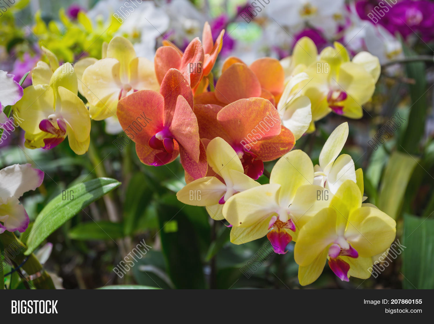 Orchid Flowers Sale Image & Photo (Free Trial) Bigstock