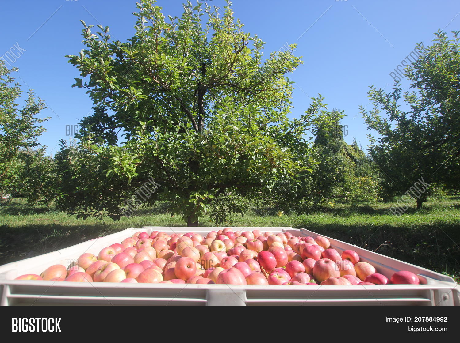 Apples Bin Orchard Image & Photo (Free Trial) Bigstock