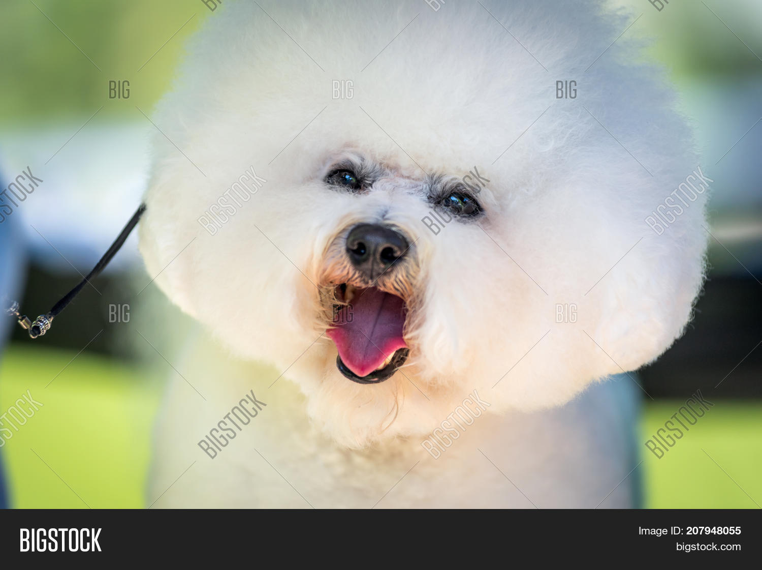 bichon frise coat