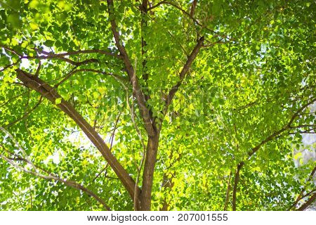 abstract of nature with the bokeh of light through the trees as a background image