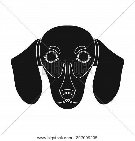 Dog, breed dachshund.Muzzle of the dachshund single icon in black style vector symbol stock illustration .