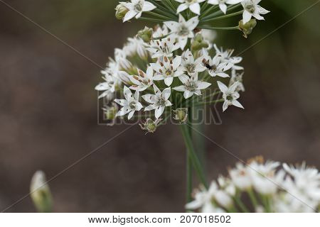 Oriental Garlic (allium Tuberosum)