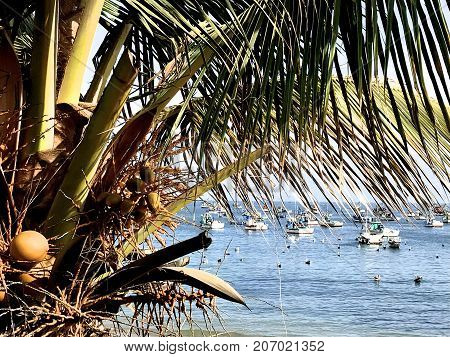 palm tree with coconuts and background ocean with fishing boats