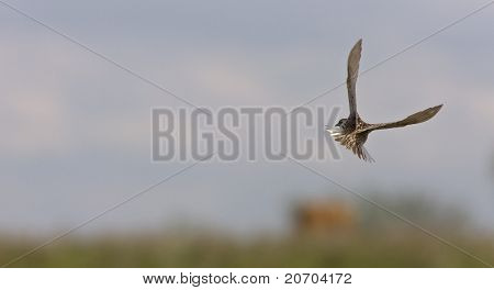 Meadowlark In volo