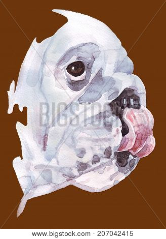 Watercolor illustration of english bulldog breed. Isolated dog's profile on a brown background. A pet that licks