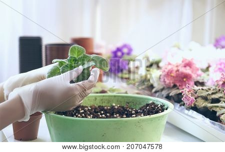 Florist transplant small violets. Growing violet- how to grow violet.