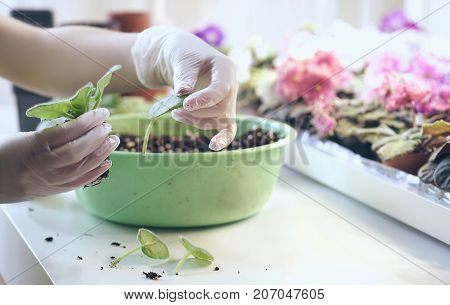 Florist removes excess leaves of violets. Growing violet- how to grow violet.