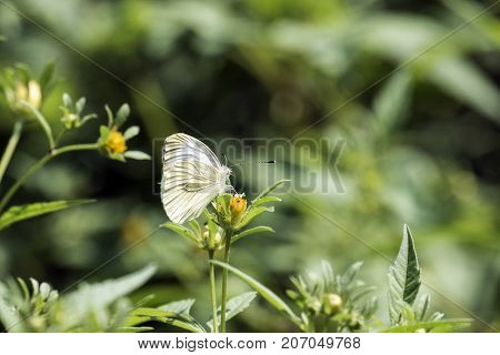 Cabbage butterfly sits on a yellow flower (Pieris brassicae)