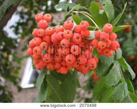 Mazzo Ashberries