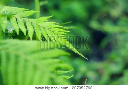 Rain Forest Green Closeup Fern Leaf Tip Fresh Nature Background