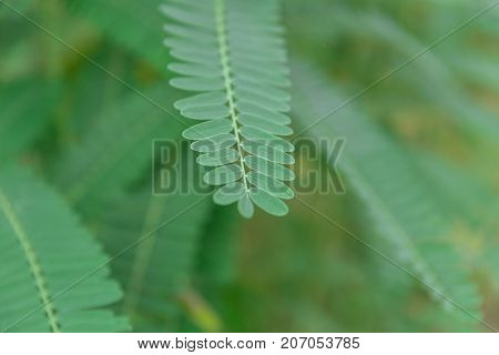 Closeup Leaf Of Humming Bird Sesban Agasta Sesbania Grandiflora Agasta Sesban