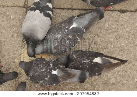 Pigeons donated to St. Mark's Square in Venice