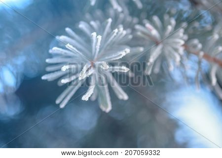 Branch of blue fir-tree blue, green, white, Colorado blue spruce, Picea pungens covered with hoarfrost. New Year's Bekraund. Place for a copy-paste.
