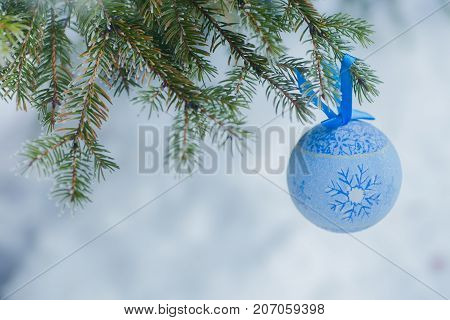 A blue fur-tree toy on a branch of blue fir-tree blue, green, white, Colorado blue spruce, Picea pungens covered with hoarfrost. New Year's Bekraund. A place for a copy-paste.