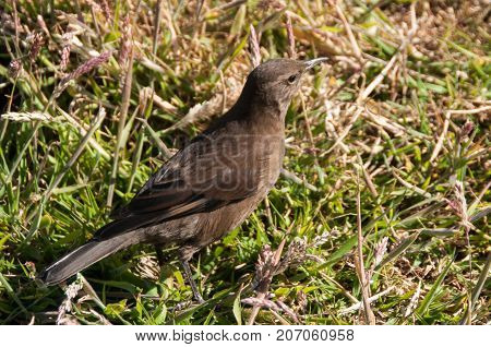 The subspecies Cinclodes antarcticus is restricted to the Falkland Islands, where it is fairly abundant on rat-free islands.