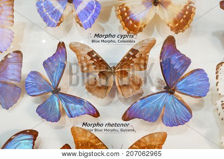 Blue morpho rhetenor butterfly in a museum