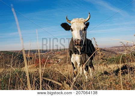 Close-up One Horned Black And White Cow Grazing On The Autumn Glade And Staring At The Camera