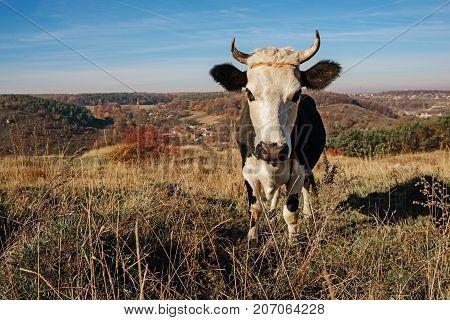 Close-up One Horned Black And White Cow Grazing On The Autumn Glade And Staring At The Camera