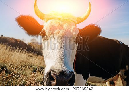 Close-up Face Of Horned Black And White Cow Outdoor. Cow Staring And At The Camera And Sniffing It
