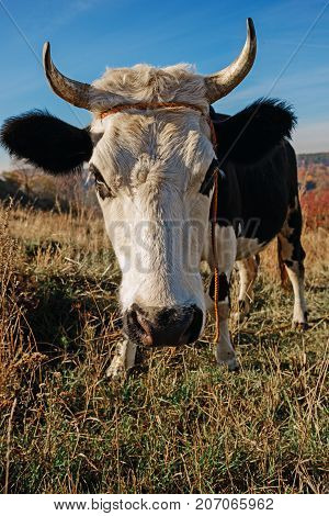 Close-up Face Of Horned Black And White Cow Outdoor. Cow Staring And At The Camera