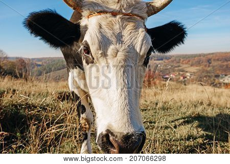 Close-up One Horned Black And White Cow Grazing On The Autumn Glade And Staring At The Camera