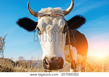 Close-up Face Of Horned Black And White Cow Outdoor. Cow Staring And At The Camera And Sniffing It