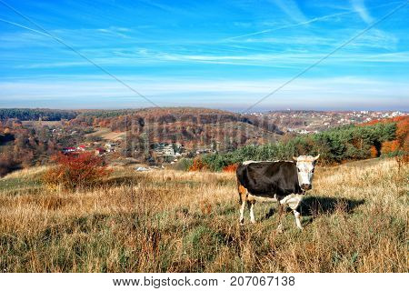 One Horned Black And White Cow In A Full Height Is Grazing On The Autumn Glade And Staring At The Ca