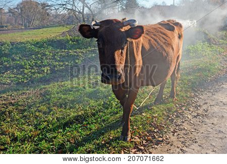One Horned Brown Cow In A Full Height On The Autumn Fumed Glade Is Looking At The Camera