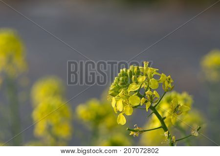 Mustard Flower Sinapis Aiba