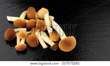 Raw pioppini mushrooms on a stone slate background