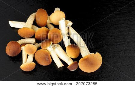 Raw pioppini mushrooms on a stone slate background