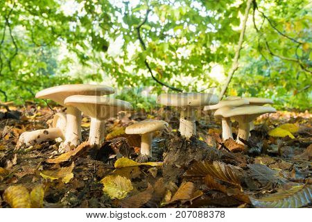 row of beautiful mushrooms under some trees